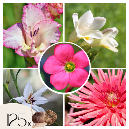 Mezcla De Bulbos De Flor Púrpura - 125 Pzs - Dahlia Gladiolus Freesia Oxalis_0
