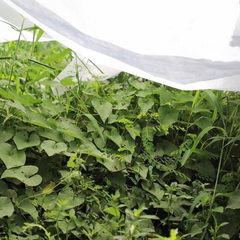Tecido de proteção contra congelação Biotop 1,5 x 5 m
