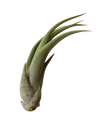 Tillandsia Paucifolia, Planta Aérea Para Ambientes Interiores