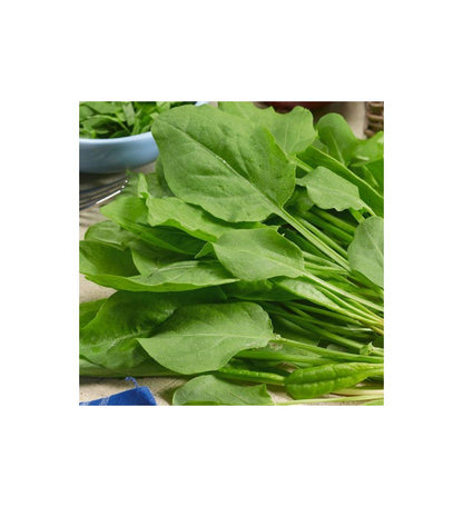 Plantón Espinacas (10 Unidades)_0