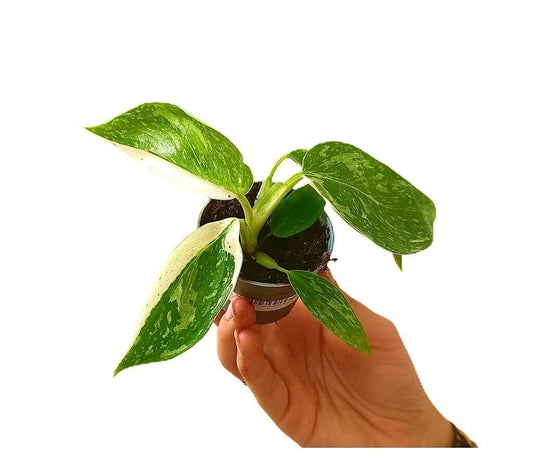 Philodendron Jose Buono M6_0