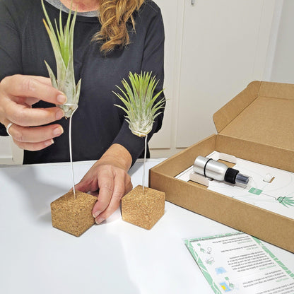 Tillandsias Box