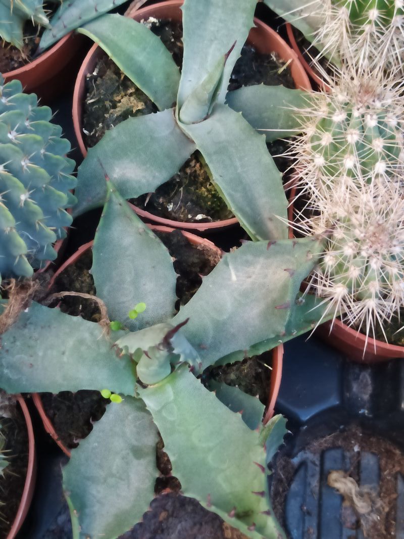 Agave Parrasana Planta Suculenta 8 Cms_0