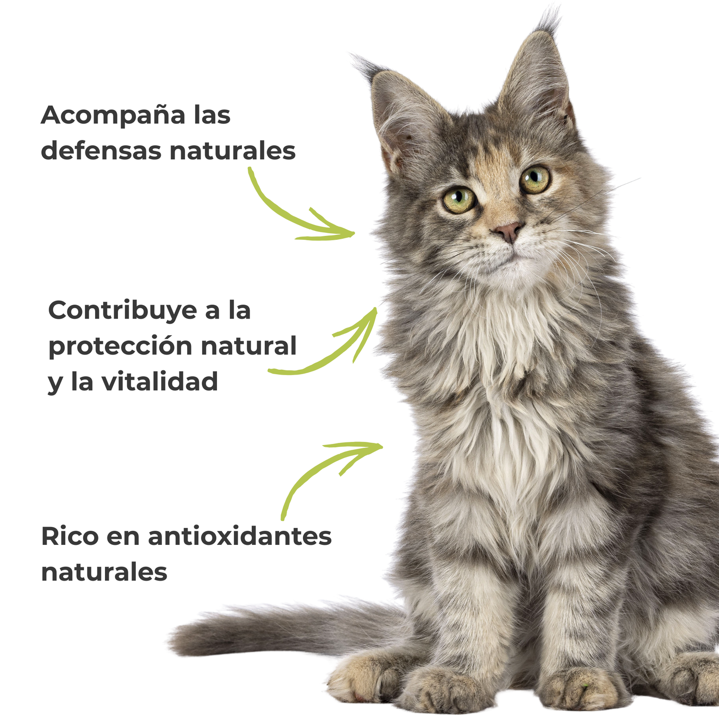 Suplemento natural para las defensas de perros y gatos – Propóleo ECO 100 g_3