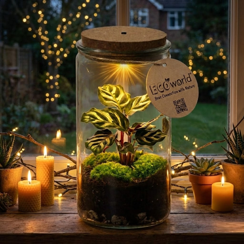 Mini Terrario De Plantas Ø11 Cm - Ecosistema Cerrado En Cristal_1