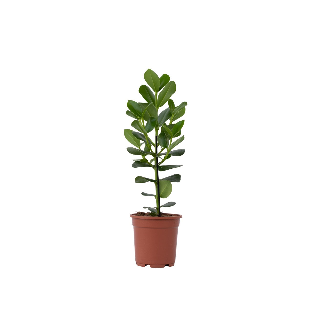 Copey Rosado - Clusia Rosea 'princess' - Altura 50-60cm - ⌀17cm_0