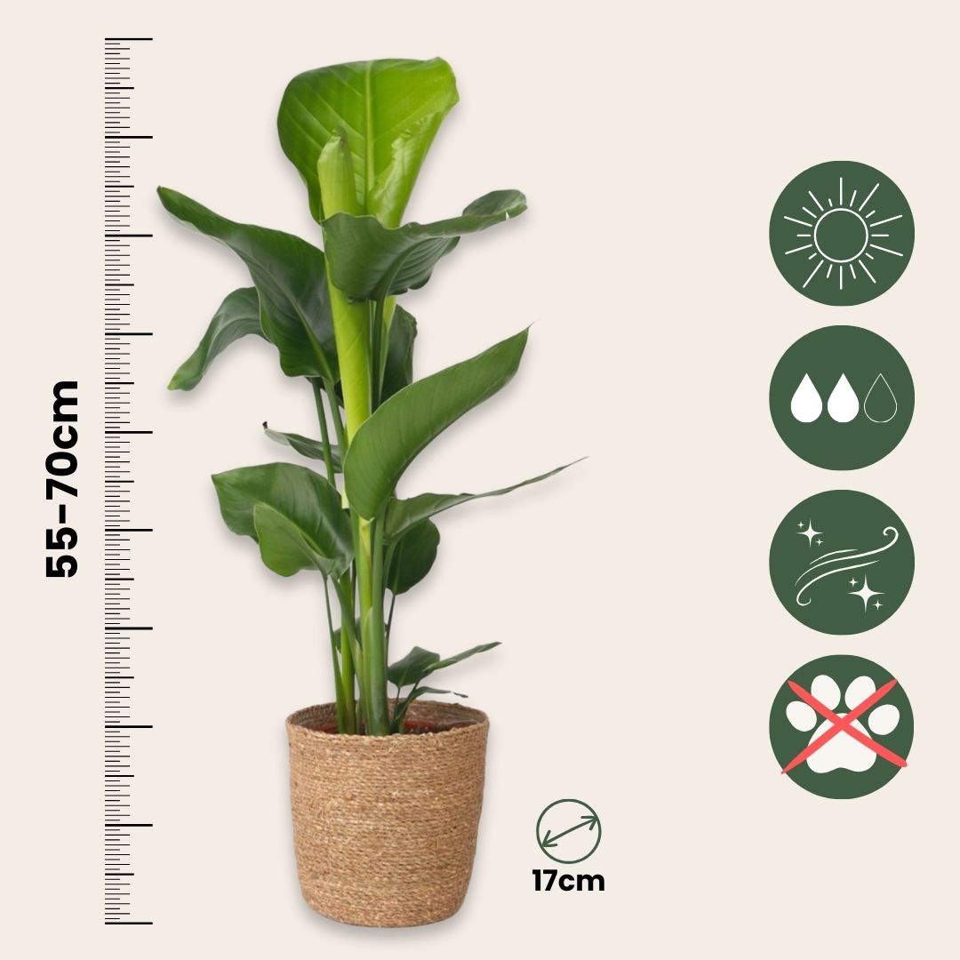 Flor Ave Del Paraíso - Strelitzia Nicolai - Altura 55-70cm - ⌀17cm_2