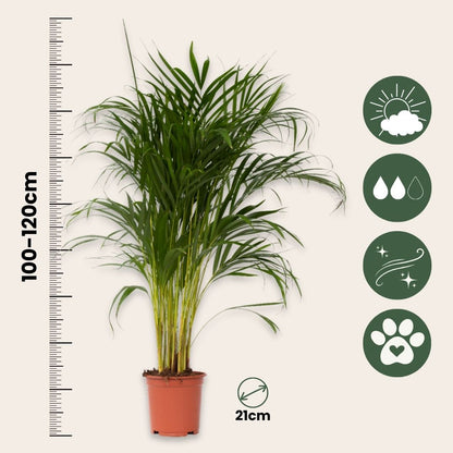 Palma Areca - Dypsis Lutescens - Altura 100-120cm - ⌀21cm_2