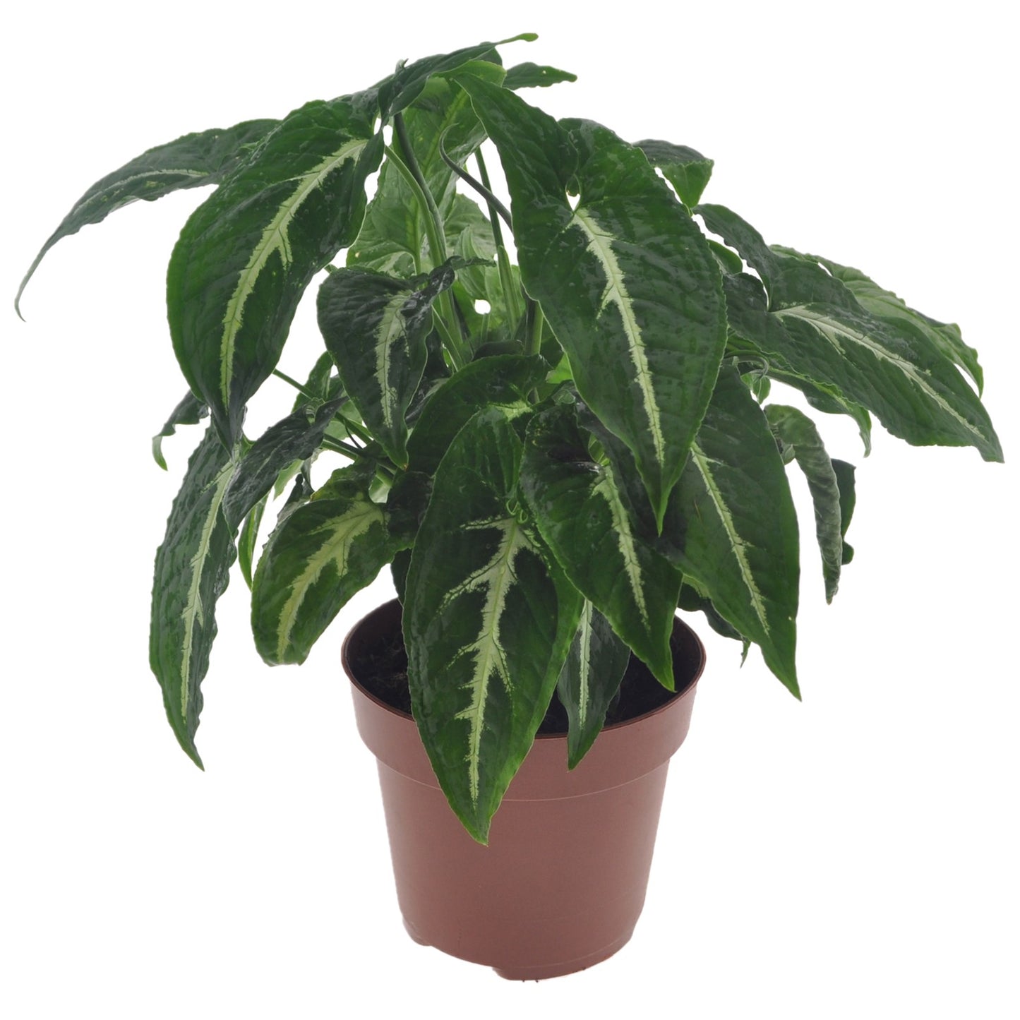 Singonio Verde Oscuro - Syngonium 'wendlandii' - Altura 20-30cm - ⌀12cm_0