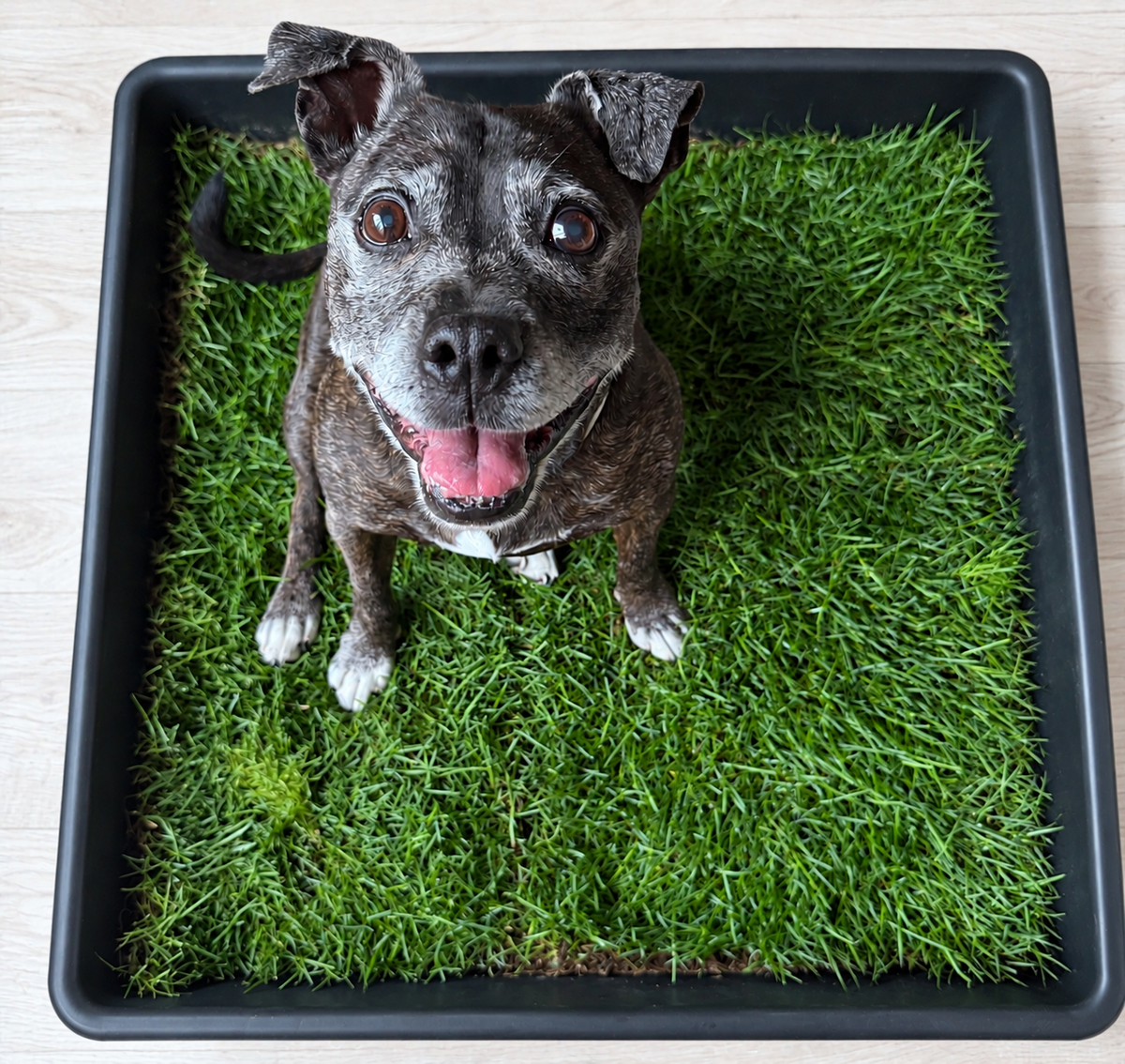 Petground Recambio Xxl, Cama Para Mascotas, Empapador, Alfombra Olfativa, Césped Natural_4