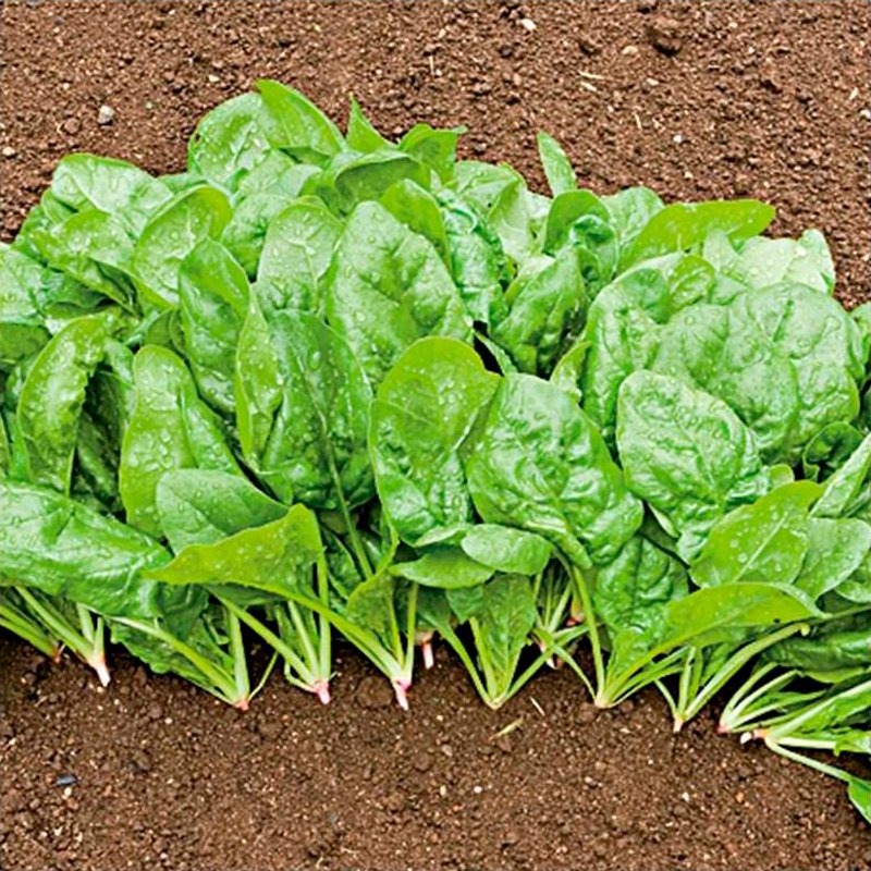 Semillas Espinaca Butterflay Ecológicas Biodinámicas Demeter