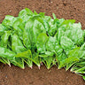 Sementes Espinafre Butterflay Ecológicas Biodinâmicas Demeter
