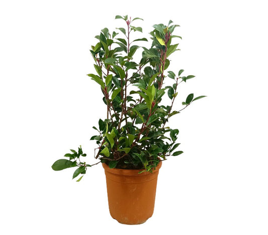 Photinea Fraseri Red M27 40-60cm_0