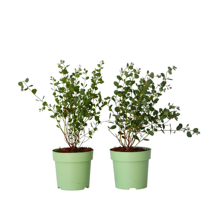 Eucalipto - 2 Pzs - Eucalyptus 'botanic Hearts' - Altura 35-45cm - ⌀15cm_0