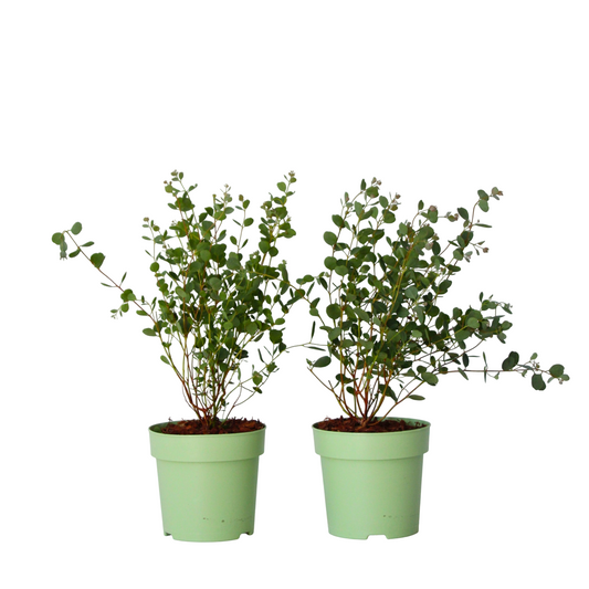 Eucalipto - 2 Pzs - Eucalyptus 'botanic Hearts' - Altura 35-45cm - ⌀15cm_0
