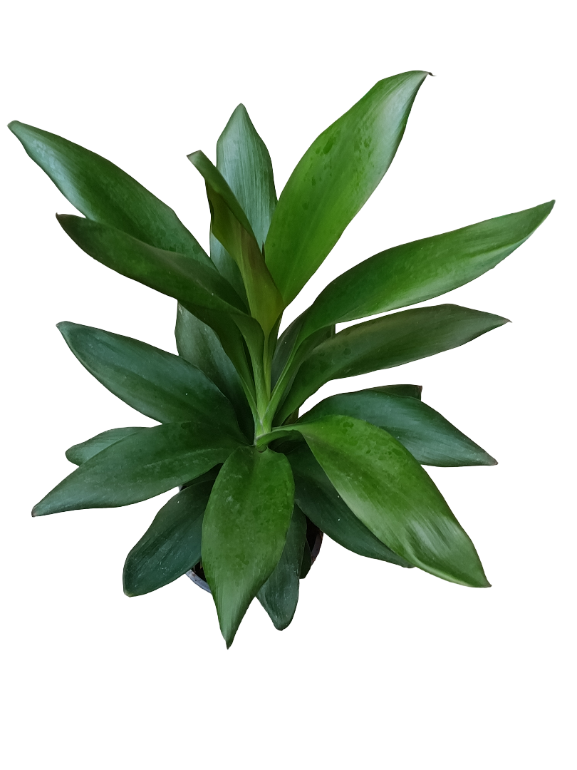 Cordyline Verde Planta De Interior Ø12 - 40 Cm_0