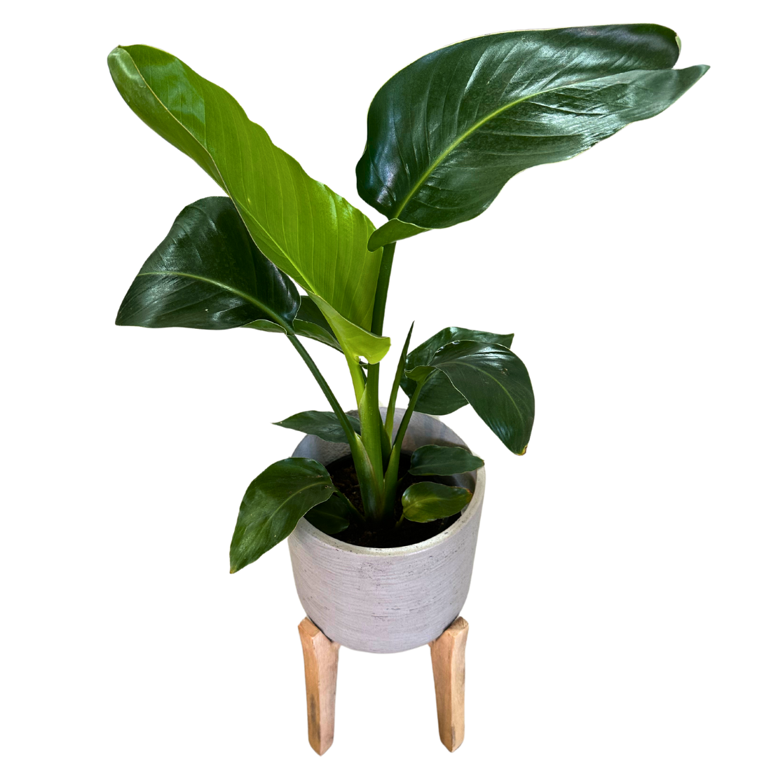 Strelitzia Augusta Planta De Jardín (strelitzia Nicolai) Maceta 20cm_0