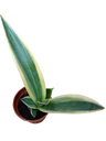 Agave Desmettiana Variegata, Planta Suculenta Pequena Ø5