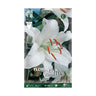 Bolbo de Lírio Oriental Branco 2 unidades