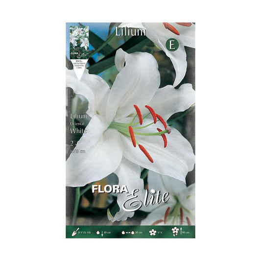 Bolbo de Lírio Oriental Branco 2 unidades