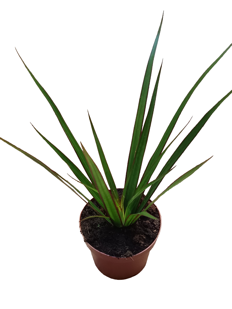 Dracaena Marginata Bicolor Verde Planta De Interior Purificante Ø12_0