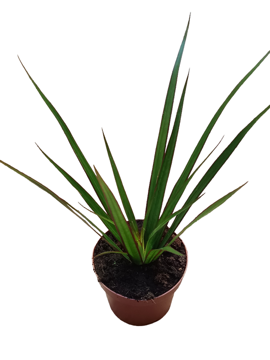 Dracaena Marginata Bicolor Verde Planta De Interior Purificante Ø9_0