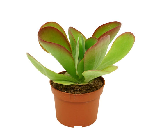 Kalanchoe Thyrsiflora M11 20cm_0