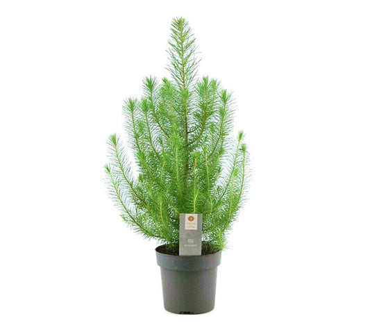 Pinus Pinea Plata Crest M17 50cm_0
