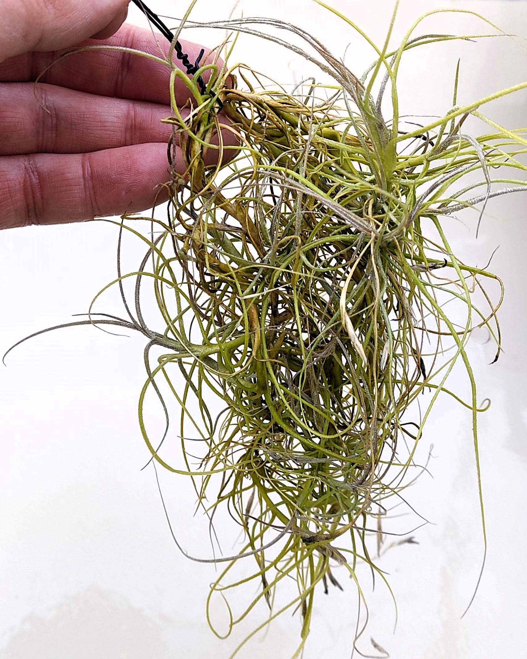 Tillandsia mallemontii; planta del aire enmarañada, flores fragantes; Curiosarium; altura 15-35 cm, diámetro 10-15 cm_0
