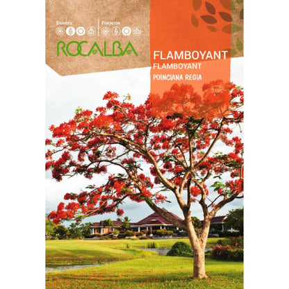 Sementes extravagantes de Ponciana régia