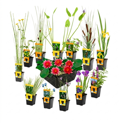 Set Sorpresa Plantas Estanque - 12 Plantas Incl. Nenúfar Rojo_0