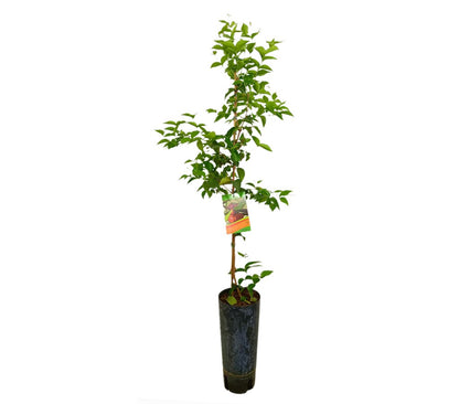 Pitanga Tb20 150cm (eugenia Uniflora)_0