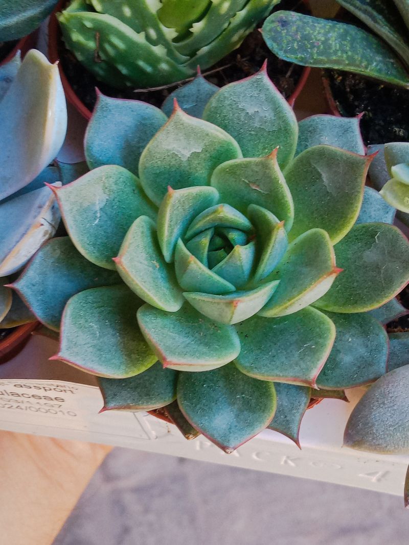 Echeveria Purpusorum Green Form Planta Suculenta_0