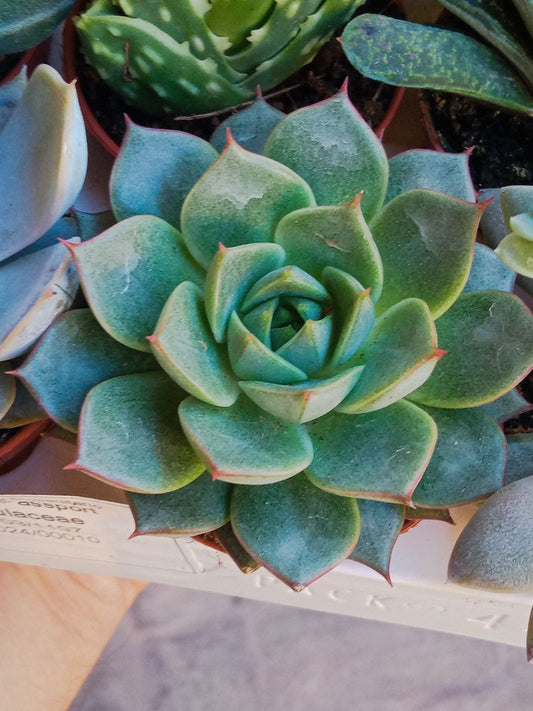 Echeveria Purpusorum Green Form Planta Suculenta_0