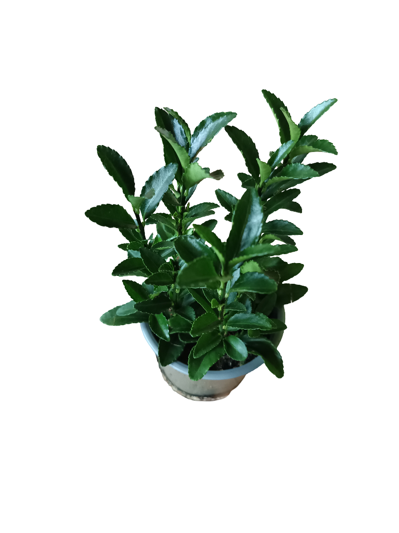 Euonymus Japonicos Verde Ø8 Planta De Exterior_0