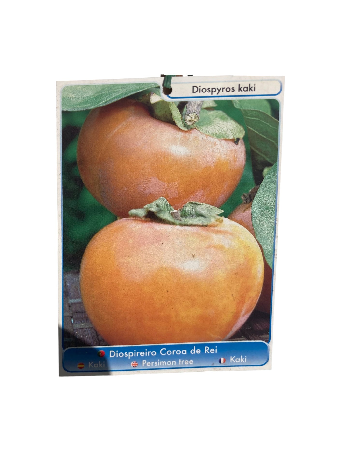 Frutal Kaki Corona Del Rey Cepellón 140 CM_1