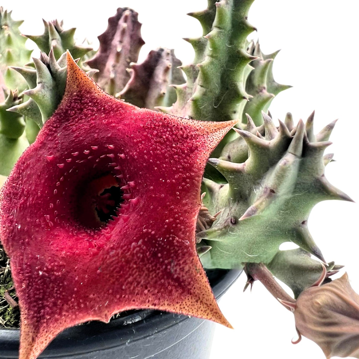 Huernia ‘pink Eye’; Planta Suculenta Con Floración Llamativa, Flor Color Vino Tinto; Diámetro Maceta 9 Cm_1