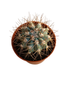 Melocactus Azureus Cato Planta Ø5cm