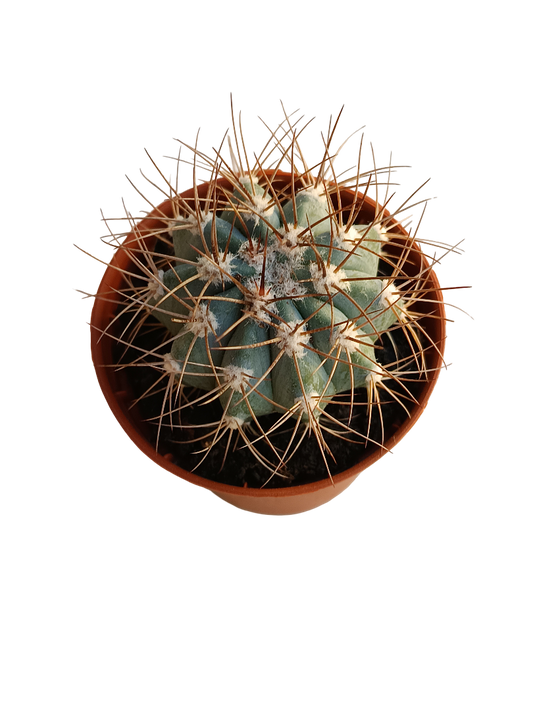 Melocactus Azureus Cactus Planta Ø5cm_0