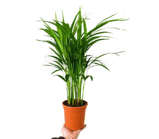 Areca Lutescens M15 30cm_0