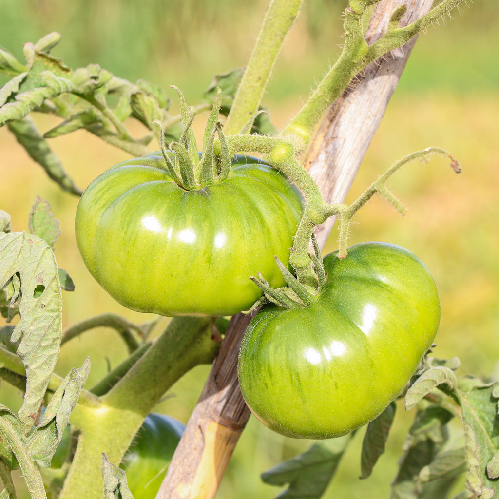 Plantón Tomate Noire De Crimée 2 Unidades - Plantabo_2