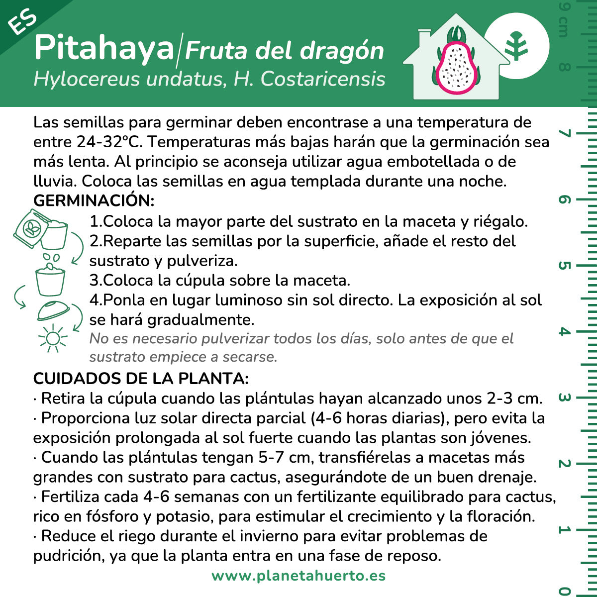 Kit de autocultivo de fruta do dragão Pitahaya Planeta Huerto