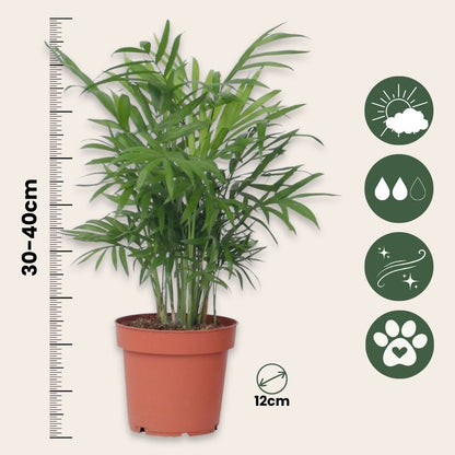 Pacaya - Palmera De Salón - 3 Pzs - Chamaedorea Elegans - Altura 30-40cm - ⌀12cm_2