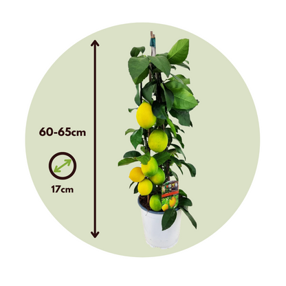 Árbol De Limón - Citrus Limon - Altura 60-65cm - ⌀17cm_2