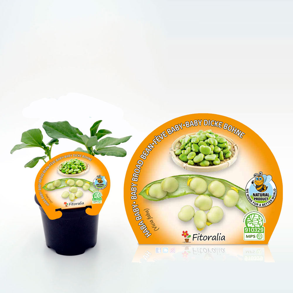 Plantón Habita Baby En Maceta 10,5 Cm. Natural - Fitoralia_0