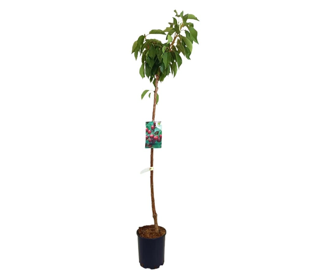 Cerezo Van M22 150cm_0