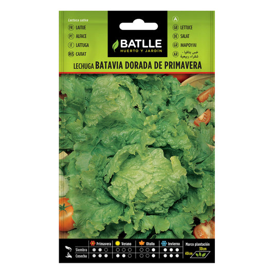 Sementes de alface Batlle Golden Spring