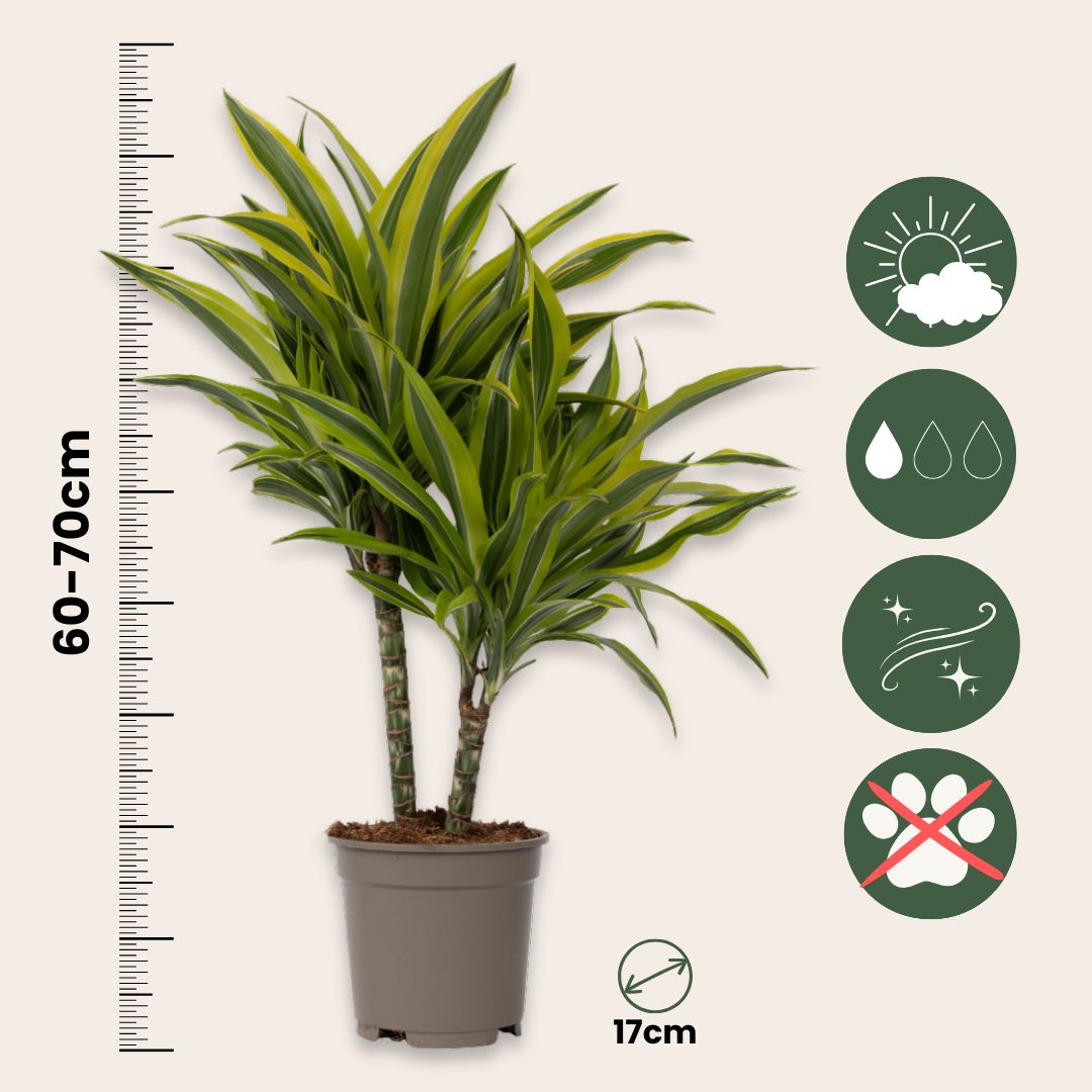 Drácena - 2 Pzs - Dracaena Deremensis 'lemon Lime' - Altura 60-70cm - ⌀17cm_2