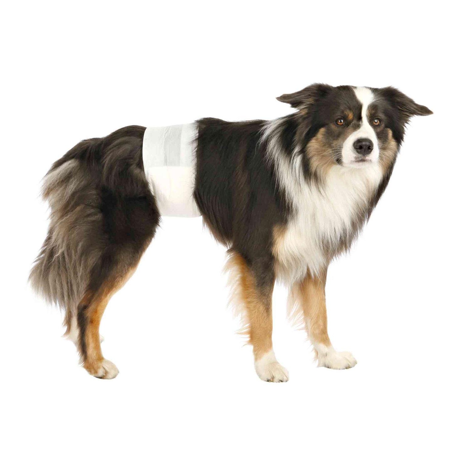 Fraldas Trixie 12 para cães machos SM 30-46 cm