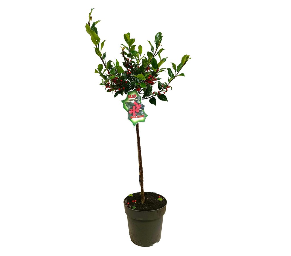 Ilex Blue Maid M21 70-90cm_0